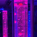 TFH Balls and Beads in Bubble Tube with pink and blue light