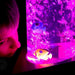 TFH Calming Bubble Tubes with fish details