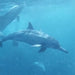 TFH ChromaTheme PLUS projector theme aqua, underwater life